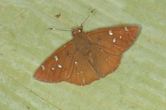 Dyscophellus sebaldus