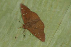 Dyscophellus sebaldus