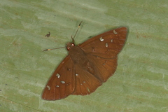 Dyscophellus sebaldus