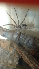 Dolomedes scriptus