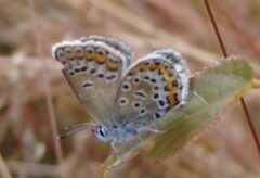 Plebejus