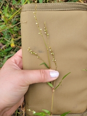 Persicaria punctata
