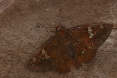 Dyscophellus porcius