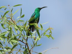 Nectarinia famosa famosa
