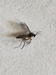 Sciaroidea