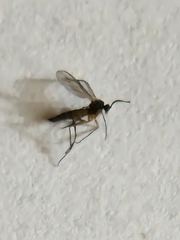 Sciaroidea