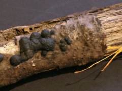 Annulohypoxylon annulatum
