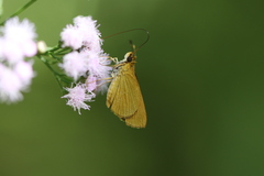 Dalla lethaea