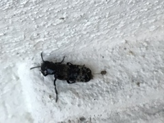 Creophilus maxillosus