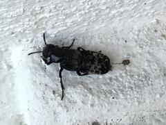 Creophilus maxillosus
