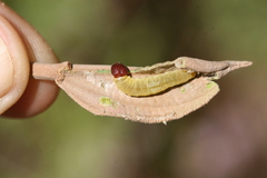 Cyclosemia subcaerulea
