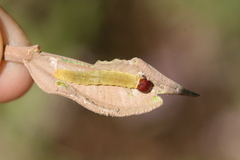 Cyclosemia subcaerulea