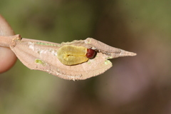 Cyclosemia subcaerulea