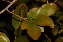 Ochna puberula