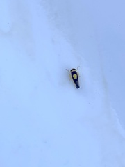 Colladonus clitellarius