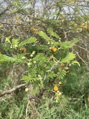 Vachellia macracantha