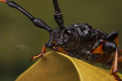 Trachyderes succinctus