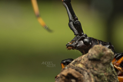 Trachyderes succinctus