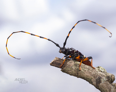 Trachyderes succinctus