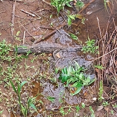 Caiman latirostris