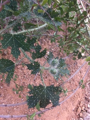 Cnidoscolus maculatus