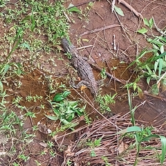 Caiman latirostris