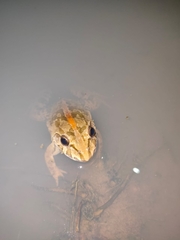 Fejervarya cancrivora