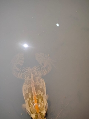 Fejervarya cancrivora
