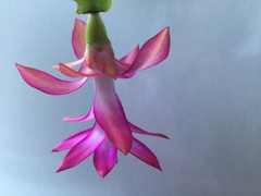 Schlumbergera