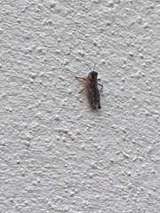 Acrotylus