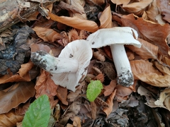 Tricholoma columbetta