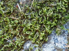 Homalothecium sericeum