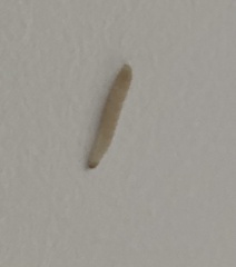 Plodia interpunctella