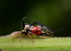 Cyphonia trifida