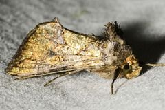 Argyrogramma verruca