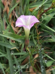 Ipomoea capillacea