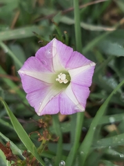 Ipomoea capillacea