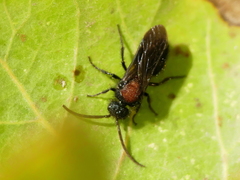 Physetopoda punctata