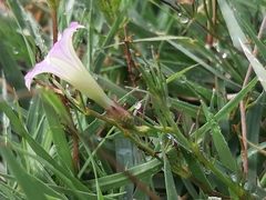 Ipomoea capillacea