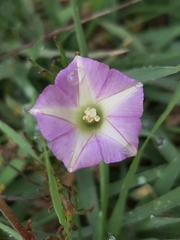 Ipomoea capillacea
