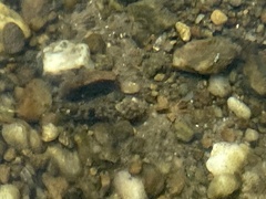 Cottus