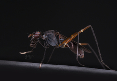 Taeniaptera trivittata