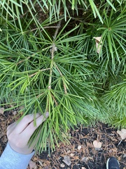 Sciadopitys verticillata