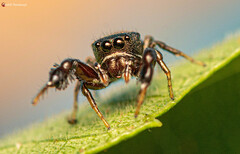 Harmochirus luculentus