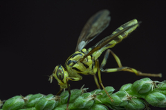 Toxotrypana curvicauda