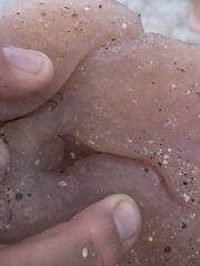 Aplidium stellatum