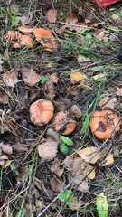 Lactarius deliciosus