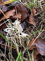 Clavulina coralloides