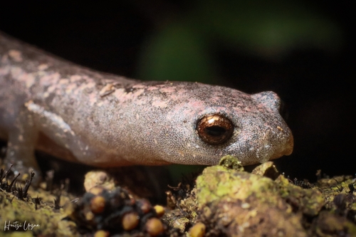 Yucatán Salamander