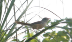 Prinia